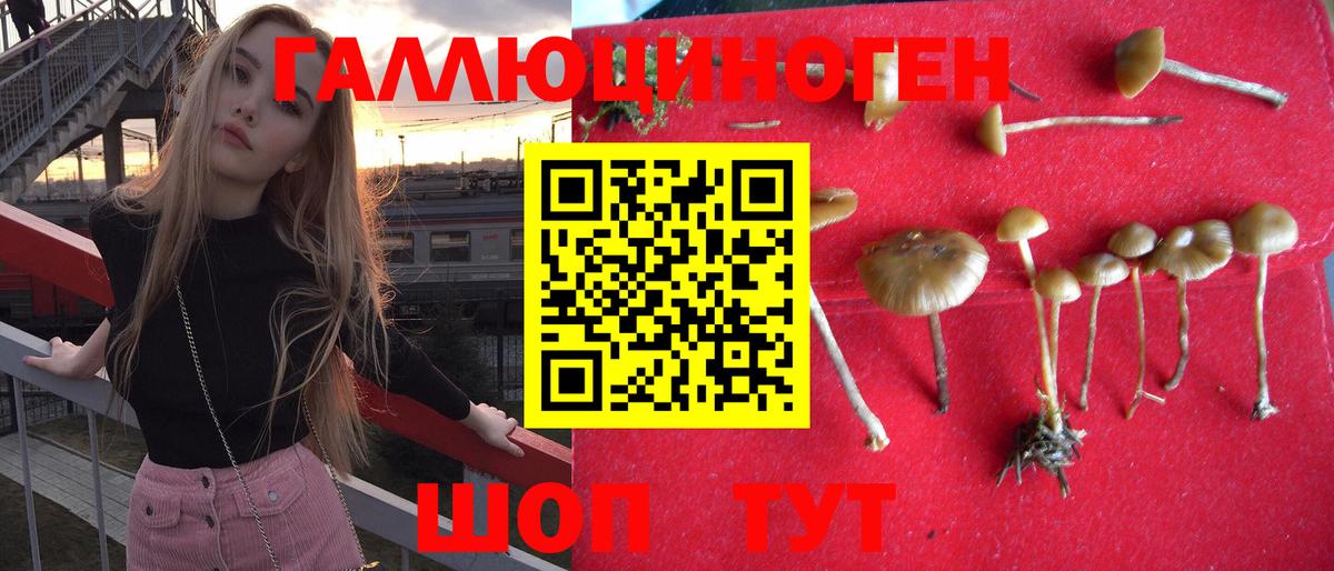 Галлюциногенные грибы Psilocybe Богородицк